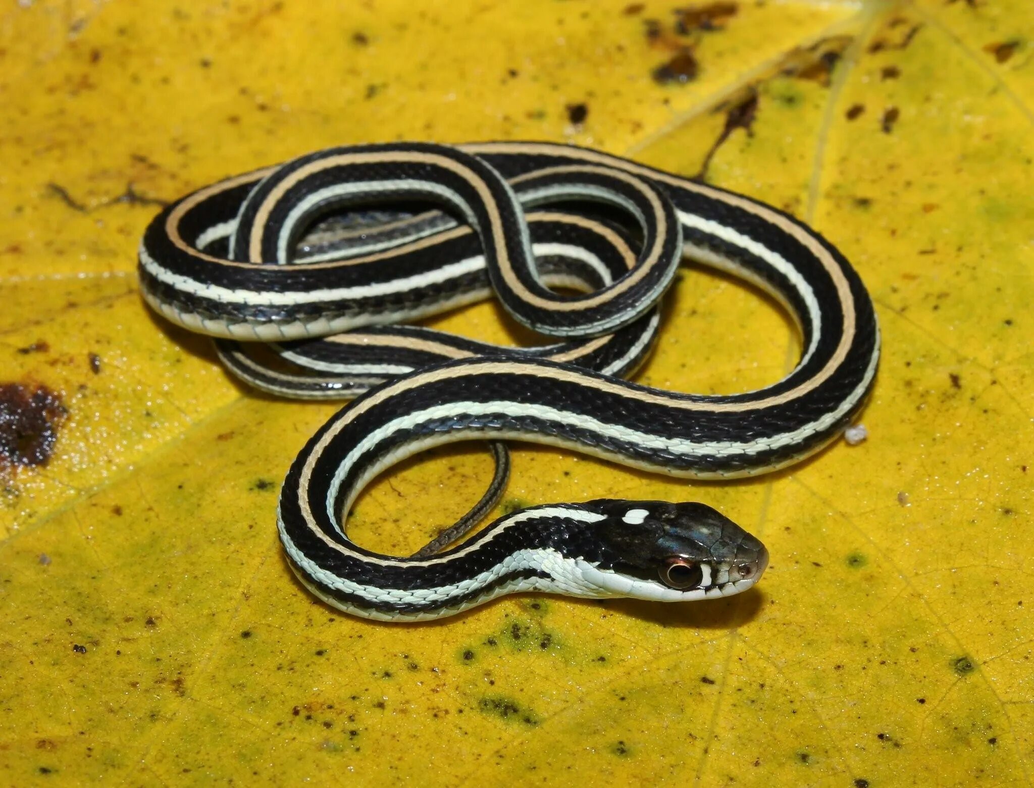 Подвязочная змея (Thamnophis sirtalis). Четырехполосый полоз. Подвязочная змея пестрая (Thamnophis Marcianus). Калифорнийская подвязочная змея уж.