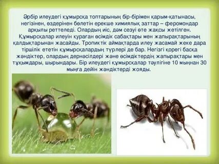 Құмырсқа ұясындағы жалаңаш қыздар