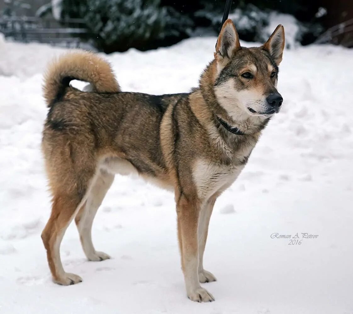 Порода западносибирская лайка. Западно сибирская лайка характер. Западно сибирская лайка характер. Зсл лайка. Восточносибирская лайка.
