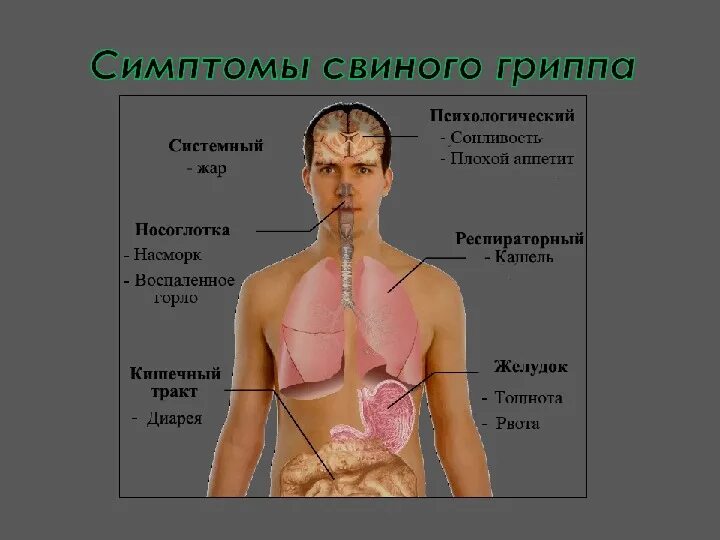 Первый симптомы гриппа. Свиной грипп симптомы. Симптомы свиноготгриппа. Симптомы свинногогриаппа. Симптомы гриппа.