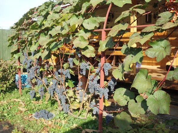 Виноград на дачном участке. Виноградник в огороде. Виноград в открытом грунте на даче. Шпалера для винограда в Подмосковье.