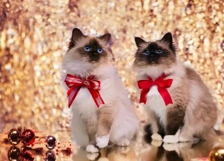 Котик с бантиком