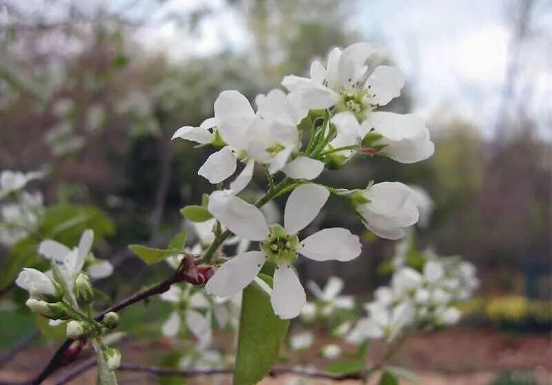 Ирга белая. Ирга ольхолистная цветет. Amelanchier lamarckii. Ирга канадская (amelanchier canadensis). Ирга белая.