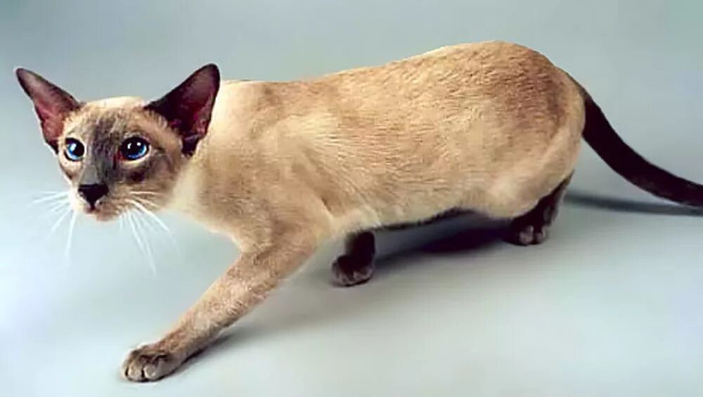 Сиамская Ориентальная кошка. Ориентал сиамского окраса. Ориентальный кот сиамского окраса. Ориентальная кошка сиамского окраса. Сиамская кошка длинная