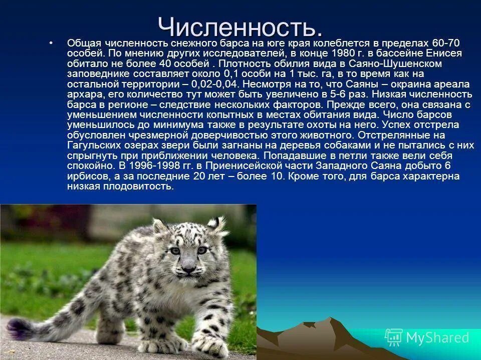 Барс до 5 кг. Снежный Барс Ирбис красная книга. Окружающий мир 4 класс снежный Барс Ирбис. Численность снежного Барса в красной книге. Снежный Барс презентация.