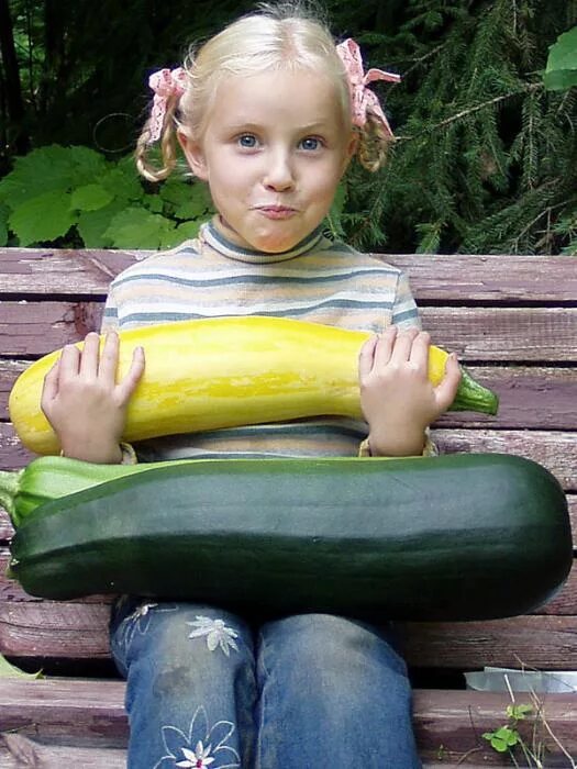 кабачок в микроволновке быстро постные. кабачки на даче. цукини. кабоки для девочек для детей. кабачок зеленый.