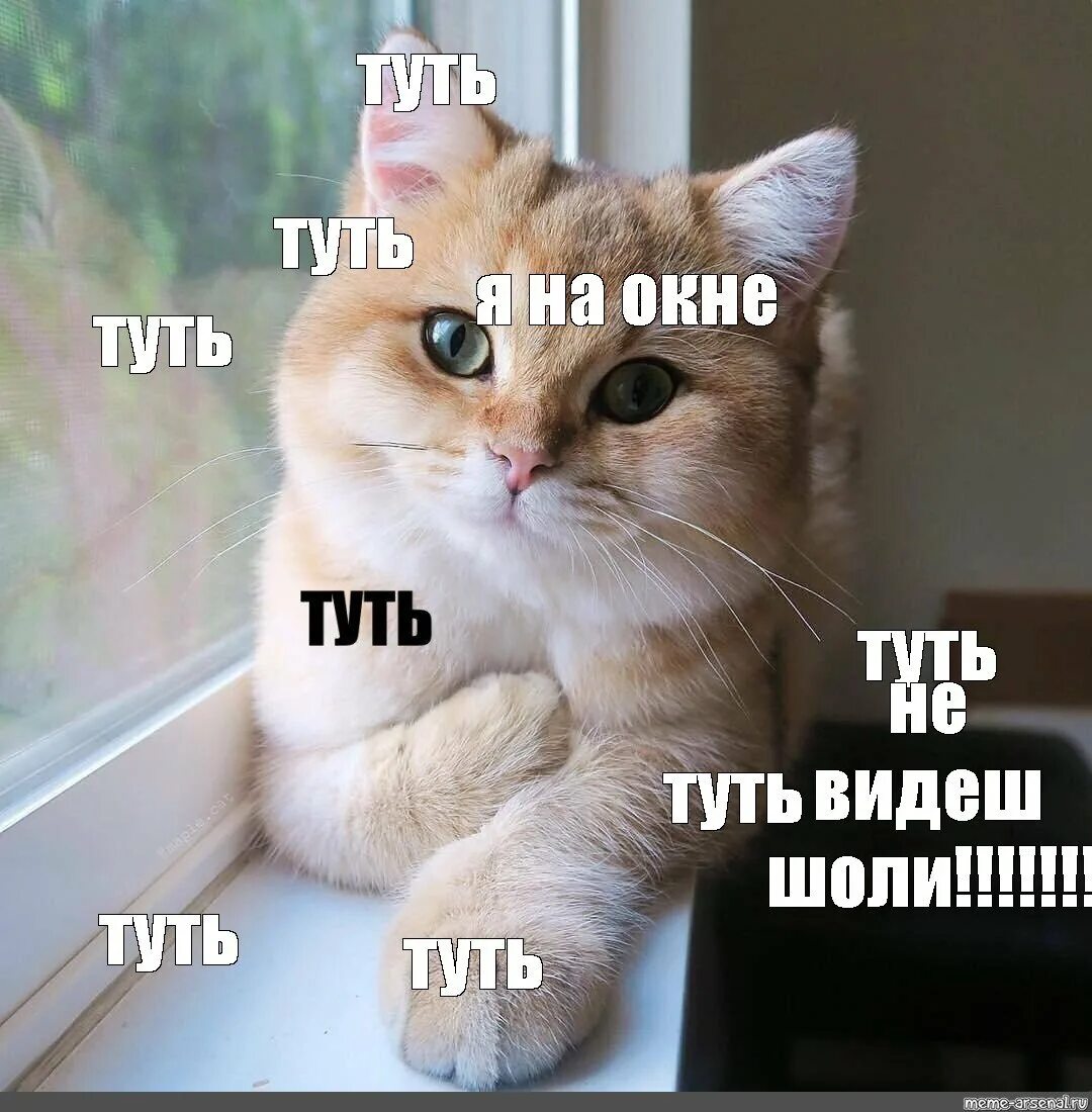 Тут кот. Туть. туть мем. кот туть. туть мем кот.
