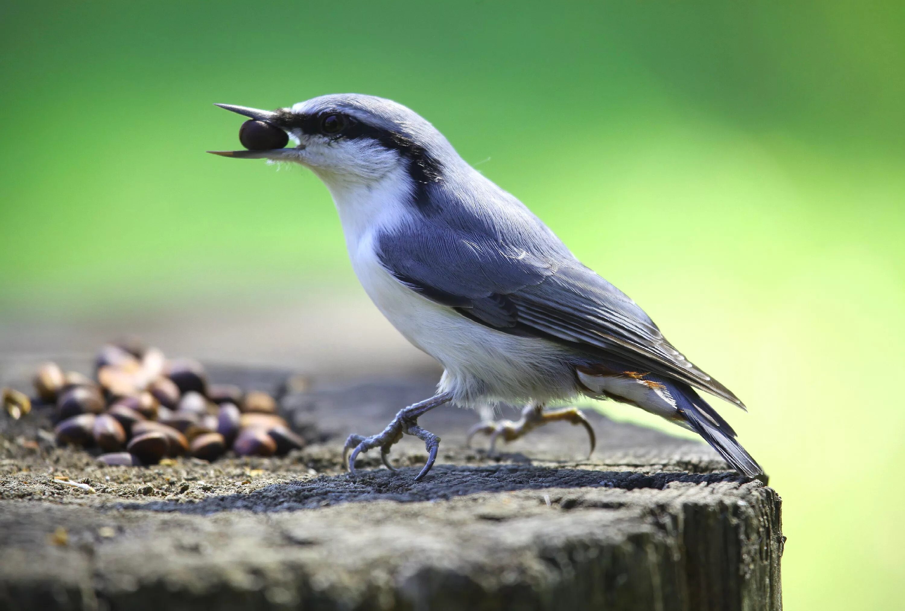 спящее стадо антилоп картинки. особенный обыкновенный. обыкновенный поползень птицы. купырь медонос. купырь морковник.