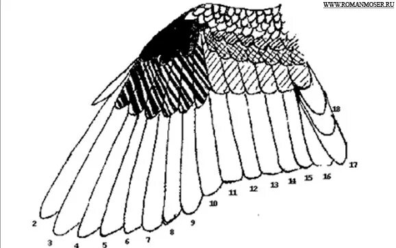 Покровы птиц кратко. Строение крыла маховые перья. Строение крыла голубя. Схема скелета крыла и расположения маховых перьев. Маховые перья у птиц.