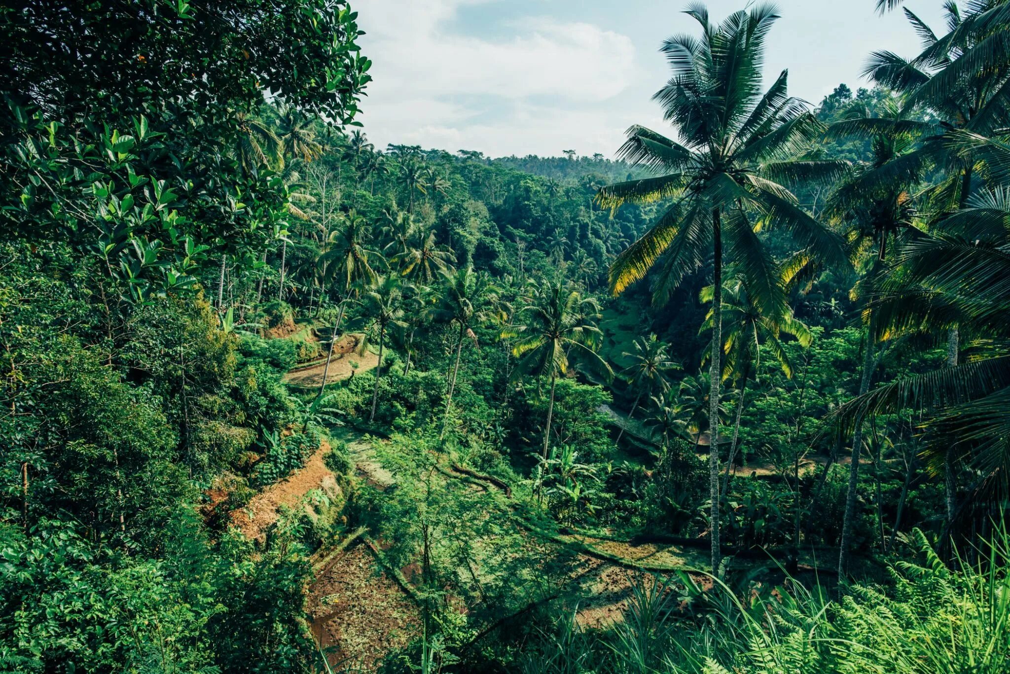 Джунгли Борнео Индонезия. Влажные вечнозелёные тропические леса Бали. Биом тропический лес. Тропический лес Шри Ланка. Джунгли шри ланки