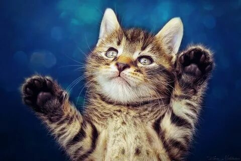 Машу котик