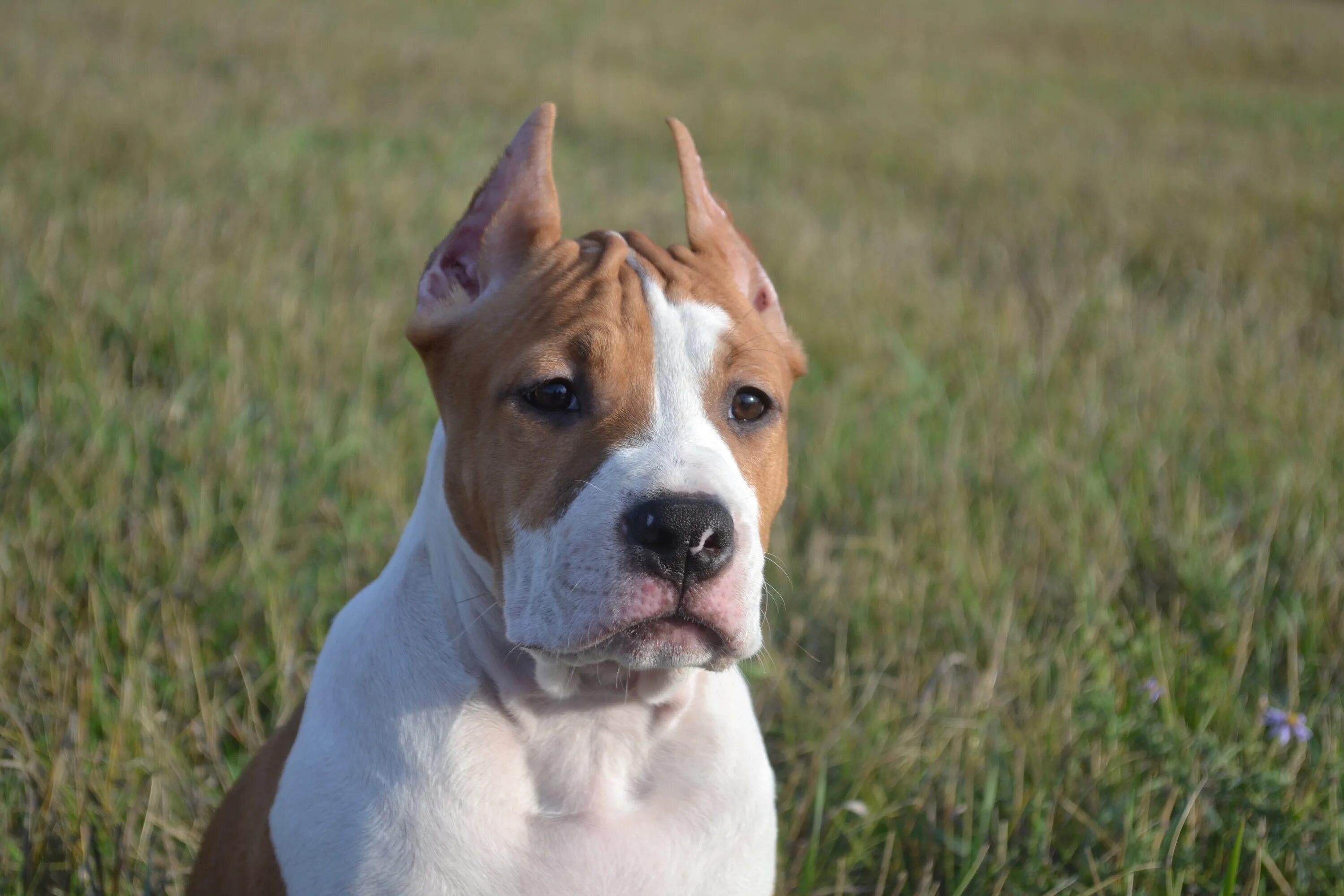 Стафф красноярске. Ам стаффордширский терьер. Ам стаффордширский терьер. Ам стаффордширский терьер. Американский стаффордширский терьер (амстафф).