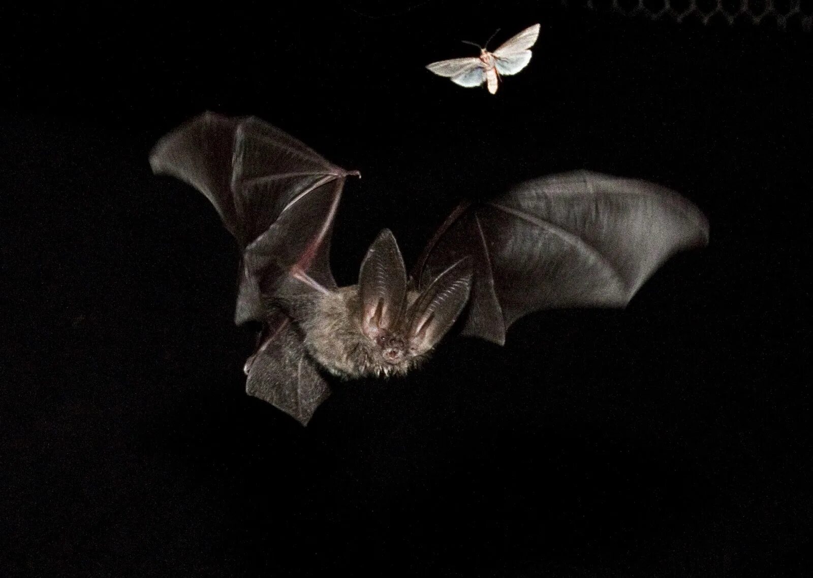 Летучие мыши бабочки рукокрылые. Летучая мышь красивая. Летучая мышь ночью. Летучая мышь арт.