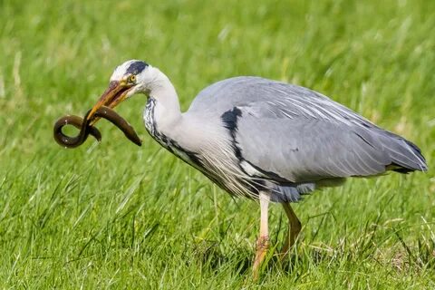 Heron