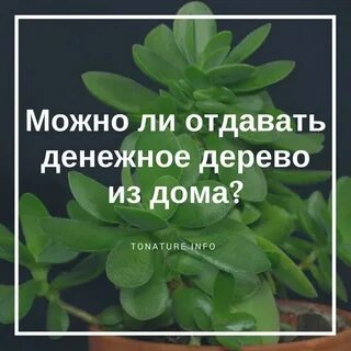 Отдай растение