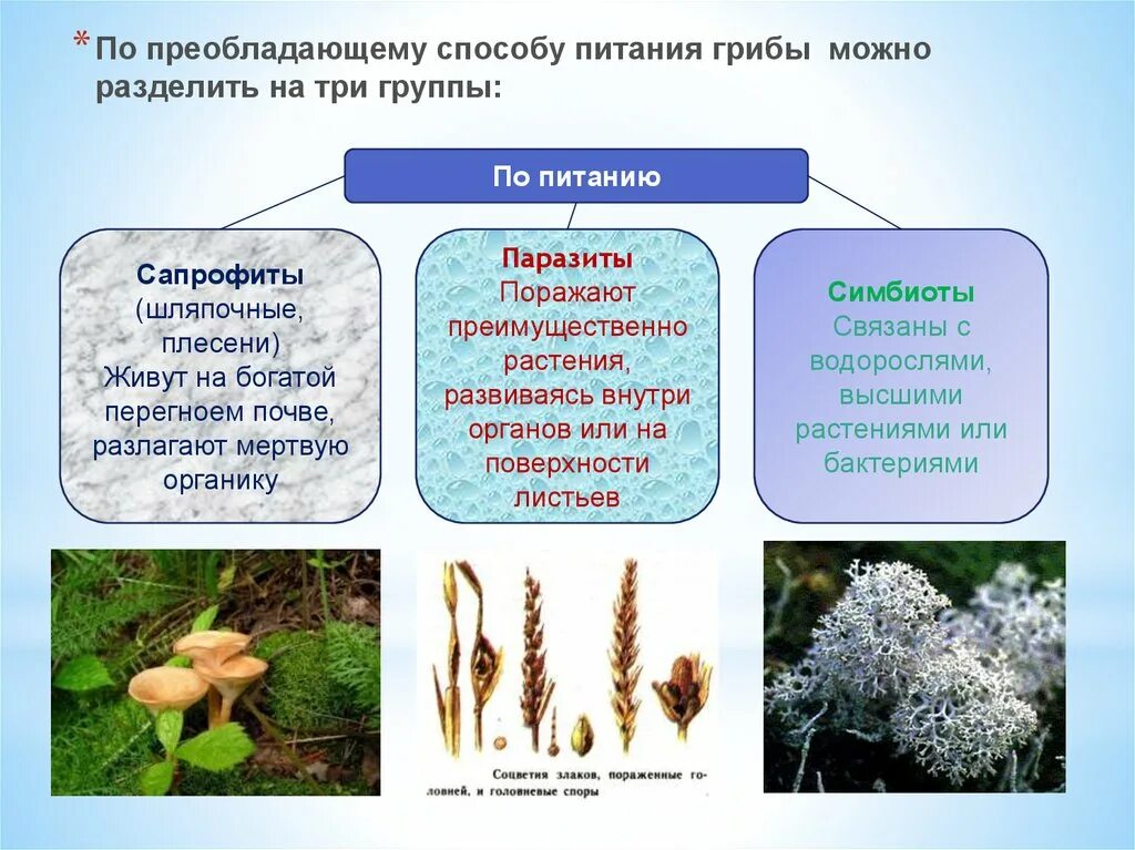 Способ питания плесневых грибов. Плесневые грибы способ питания. Плесневые грибы Тип питания. Плесневые грибы по типу питания. Группы грибов по питанию