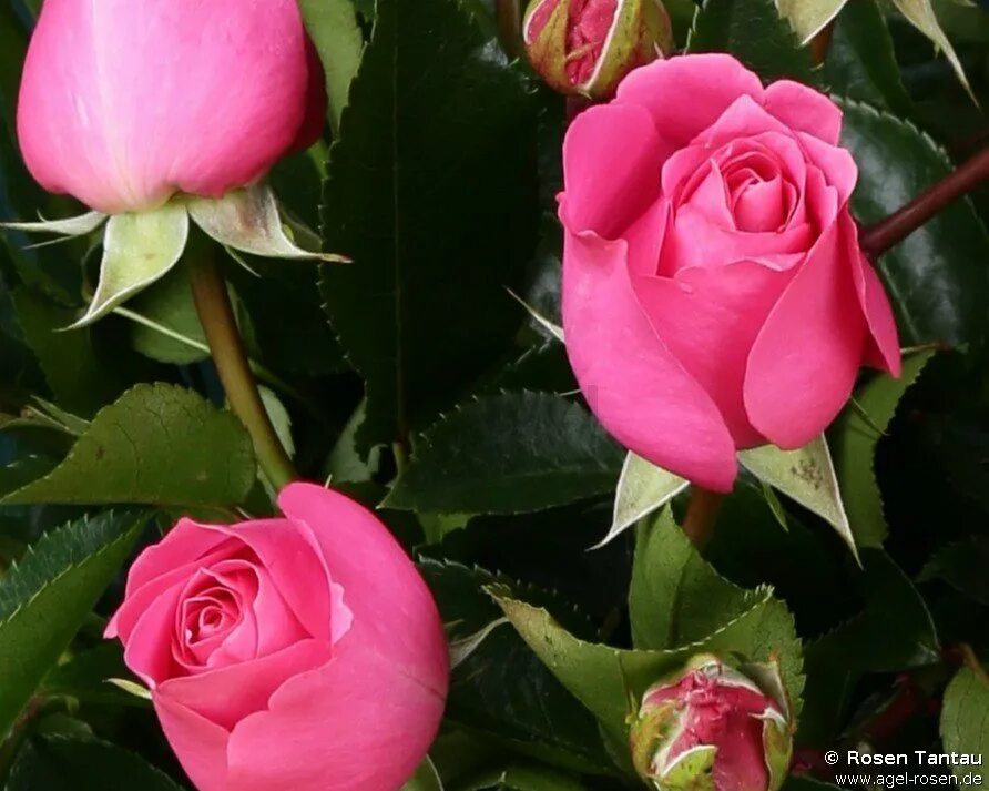 Lava rose. Роза лав сонг. Колеус трейлинг лава роуз. Колеус trailing lava rose. Новалис novalis флорибунда.