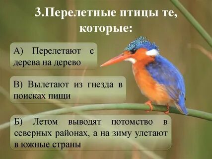 Крыльев нет у этой птицы но нельзя