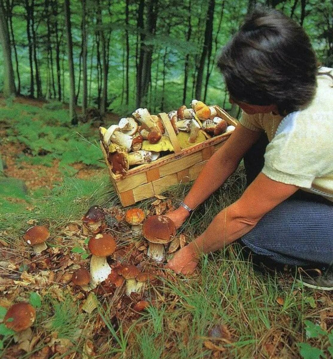 Грибы где растут и когда собирать. Грибы в лесу. Сбор грибов. Сбор белых грибов.