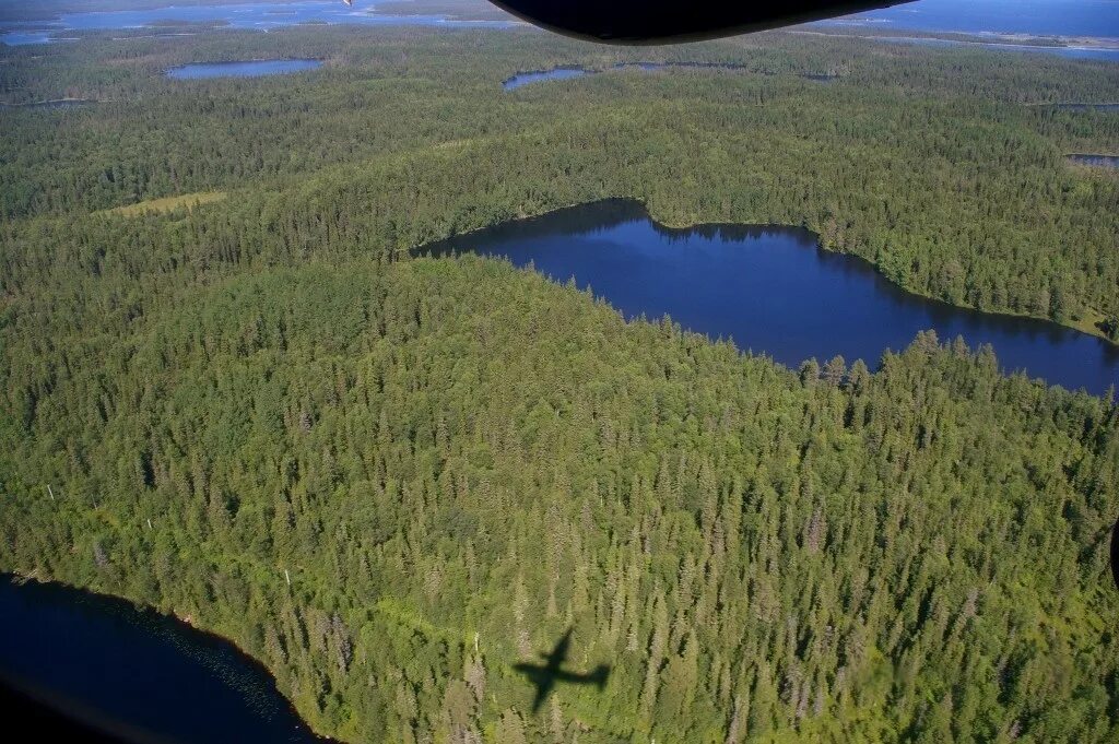 Море тайги под крылом самолёта. Зеленое море под крылом самолета. Воздушное пространство. Самолет над тайгой. Под крылом самолёта о чём то поёт зелёное.