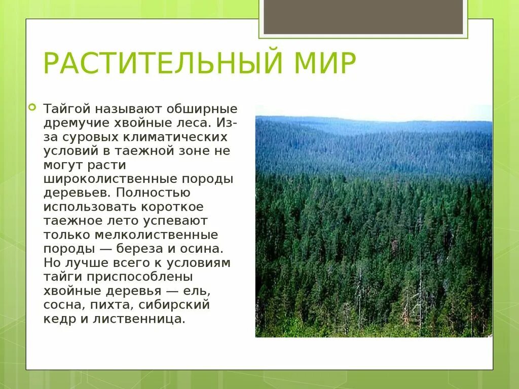 Растительность европейской части тайги. Признаки природных зон зона тайги. Природная зона лес России климат. Описание тайги. Выберите верные ответы для хвойных лесов характерны