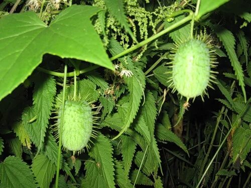 Ecballium elaterium - Image of an specimen - Plantarium