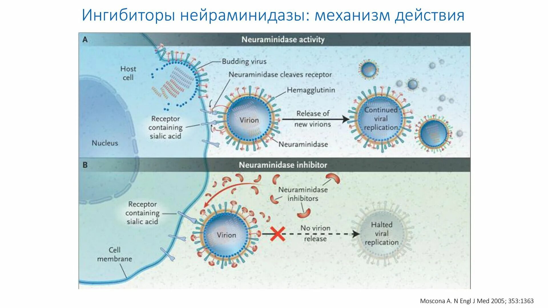 Ингибитор нейраминидазы гриппа. Ингибиторы нейраминидазы механизм. ингибиторы нейраминидазы вируса гриппа а. ингибиторы нейраминидазы механизм действия. нейраминидаза механизм действия.