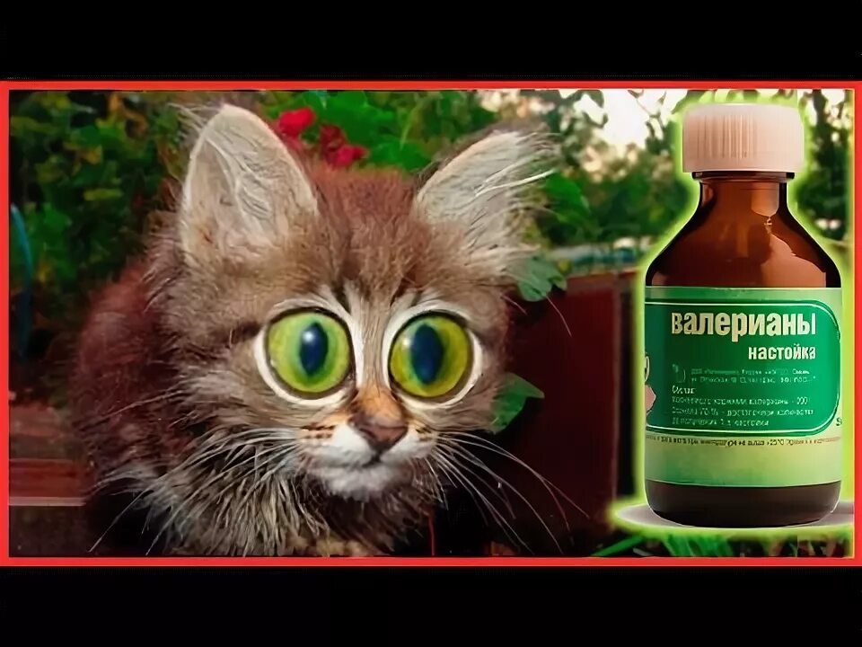 Можно валерьянку собакам. Валерьянка для кошек. кот и валерьянка. кот пьет валерьянку. коты от валерьянки.