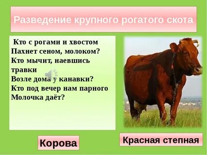 Большие и маленькие кратко