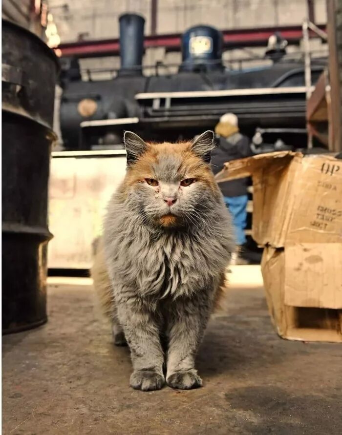 Кошка ездит. Кот на заводе. Грязный кот. Котенок на заводе. Грязный кот на заводе.