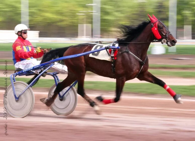 орловский рысак скачки. французский рысак жеребец. американский рысак гнедой. орловский рысак иноходец. казань ипподром рысаки.