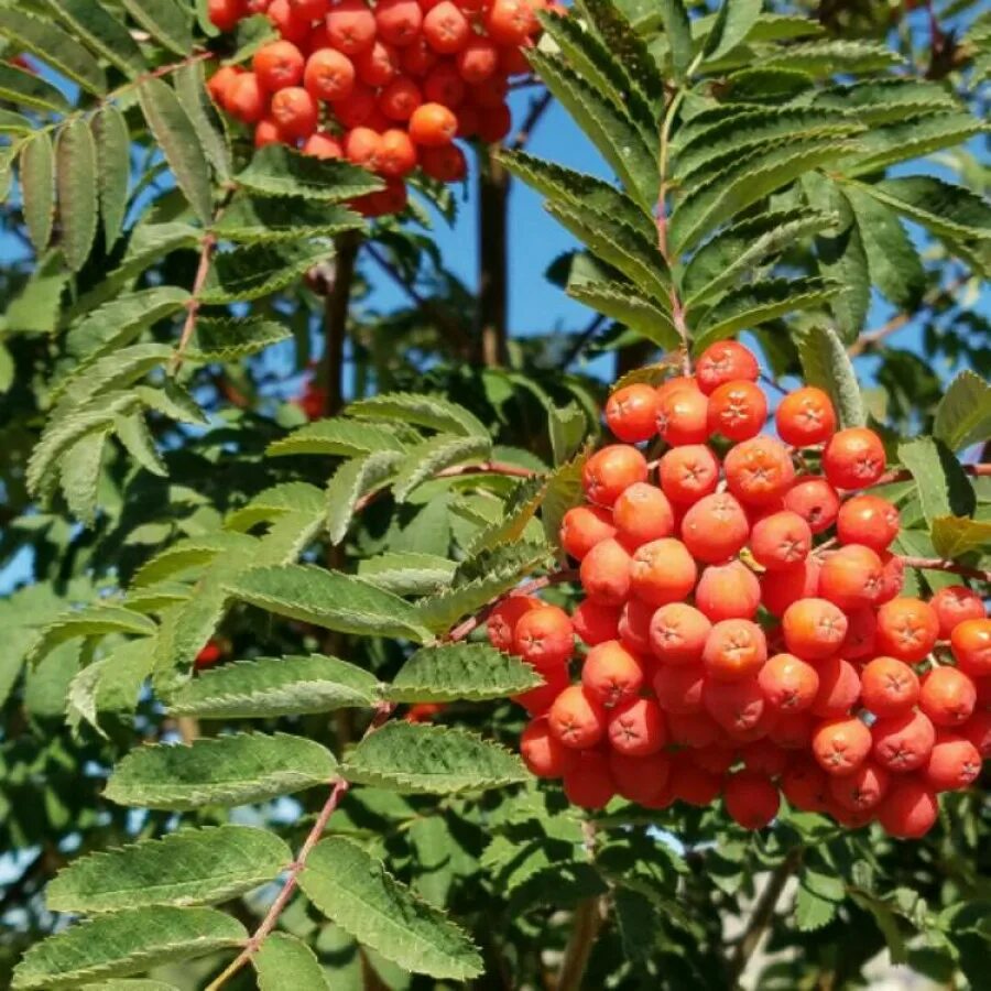 Рябина дерево купить. Рябина обыкновенная Sorbus aucuparia. Рябина обыкновенная (Sorbus aucuparia l.). Рябина обыкновенная Невежинская дерево.