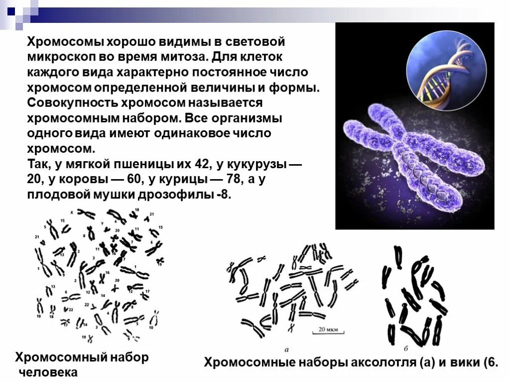 Хромосомы лучше видны