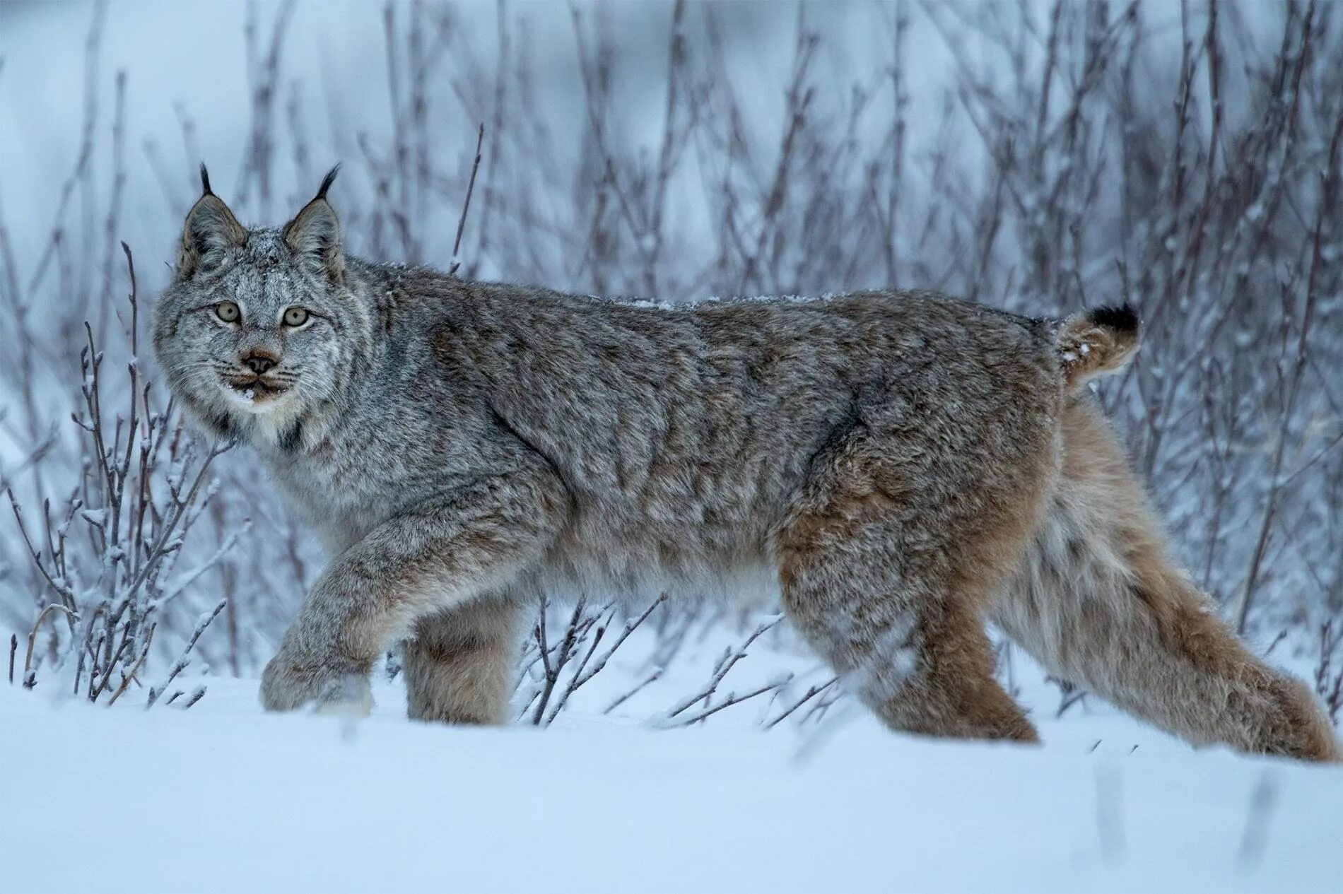 Газ рысь. Обыкновенная Рысь Lynx Lynx. Восточносибирская Рысь. Обыкновенная Сибирская Рысь. Гималайская Рысь.