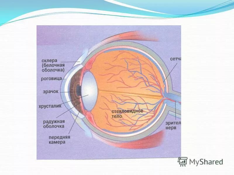 Белочная оболочка. Оболочки глаза строение склеры. Белочная оболочка функции. Белочная оболочка функции. Строение белочной оболочки глаза.