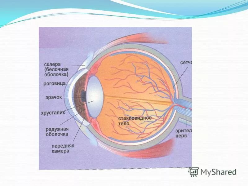 Как называется прозрачная часть белочной оболочки глаза. Белочная оболочка склера. Строение белочной оболочки глаза. Белочная оболочка строение. Белочная оболочка и роговица функции.
