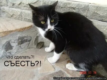 Кем кошка становится в следующей жизни