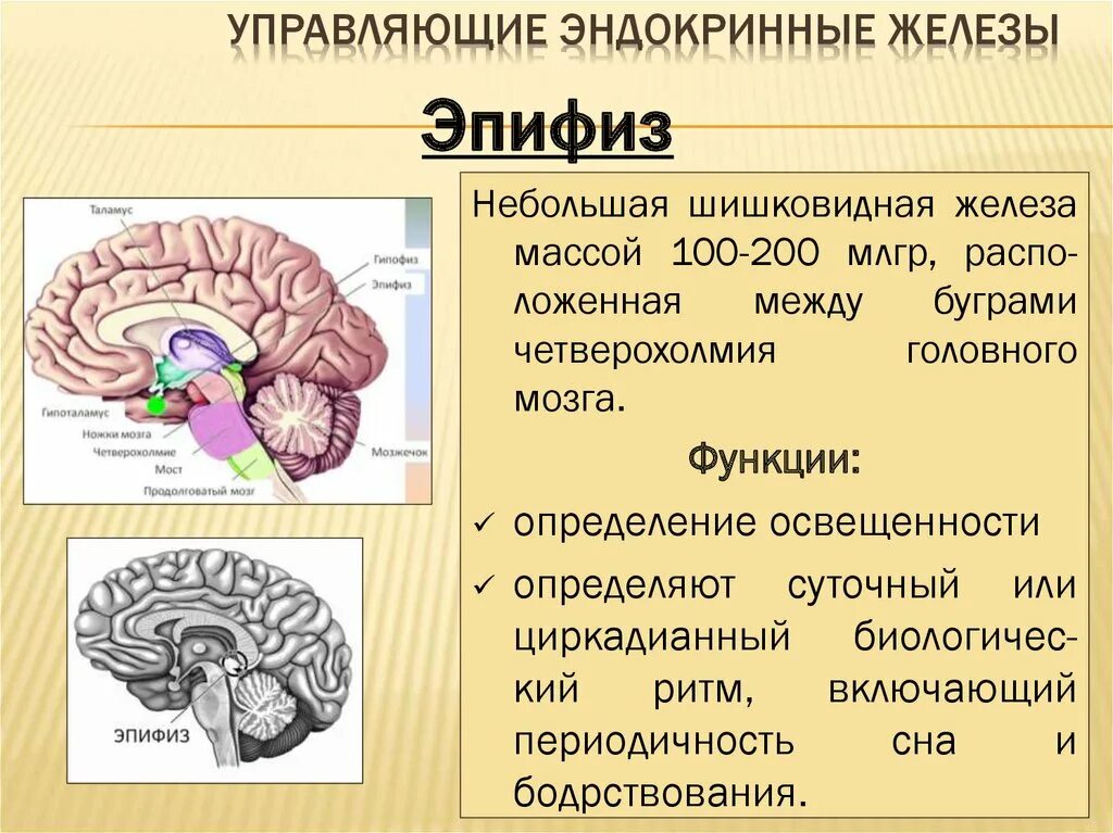 Выделяется гипофизом. Железо внутренние секреции гипофиз. Гипофиз эпифиз таламус. Функции гипофиза человека. Функции гипофиза головного мозга.