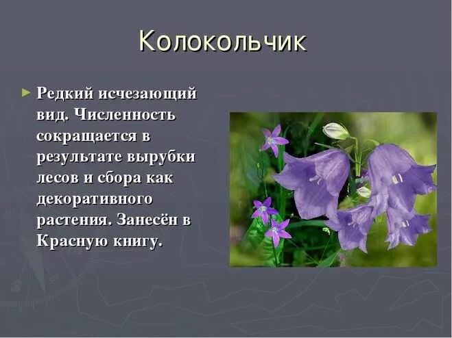 К какой группе относятся колокольчики