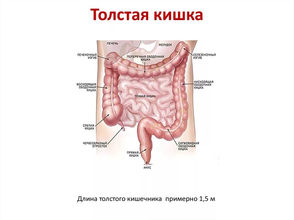 Название толстого кишечника