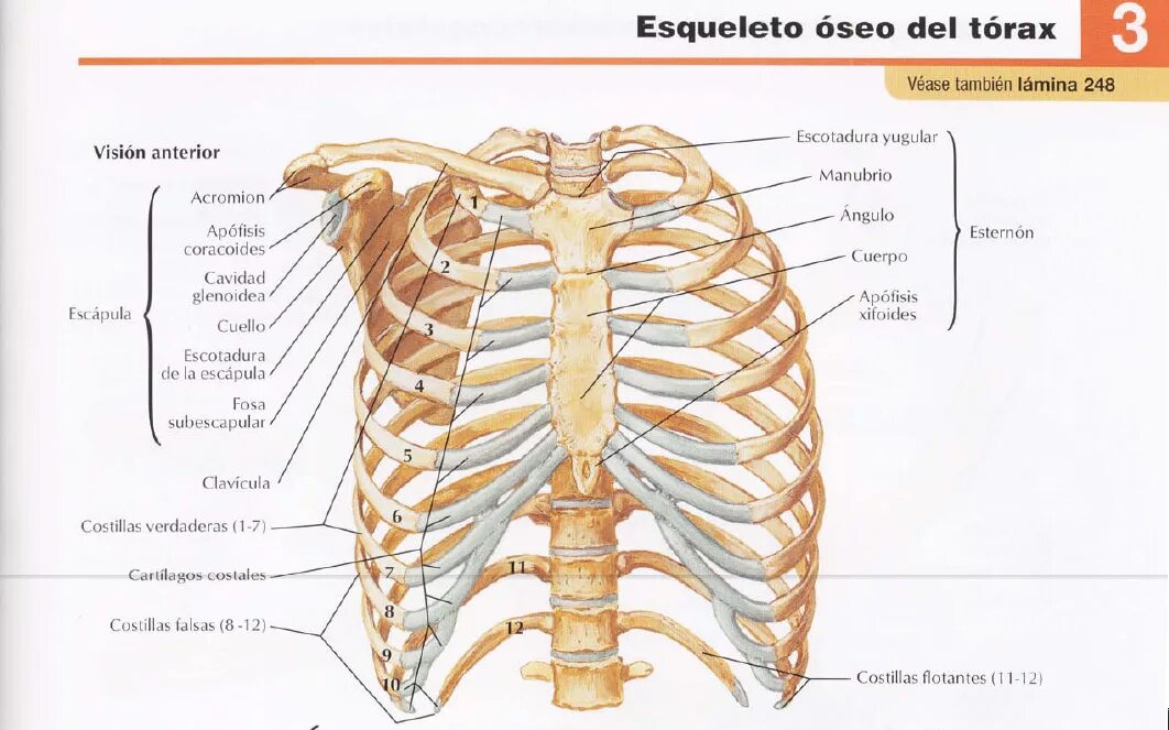 Грудина скелет строение. Кости грудной клетки, функции грудной клетки.. Грудная клетка анатомия 10 ребро. Анатомия человека кости скелета грудная клетка.