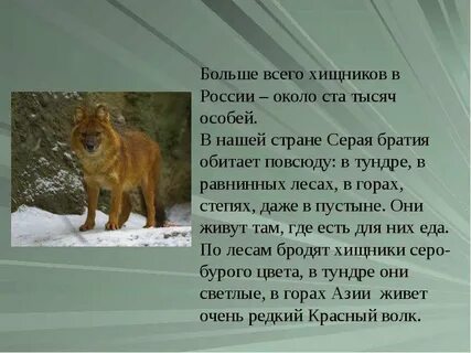 Волк доклад 3 класс окружающий мир