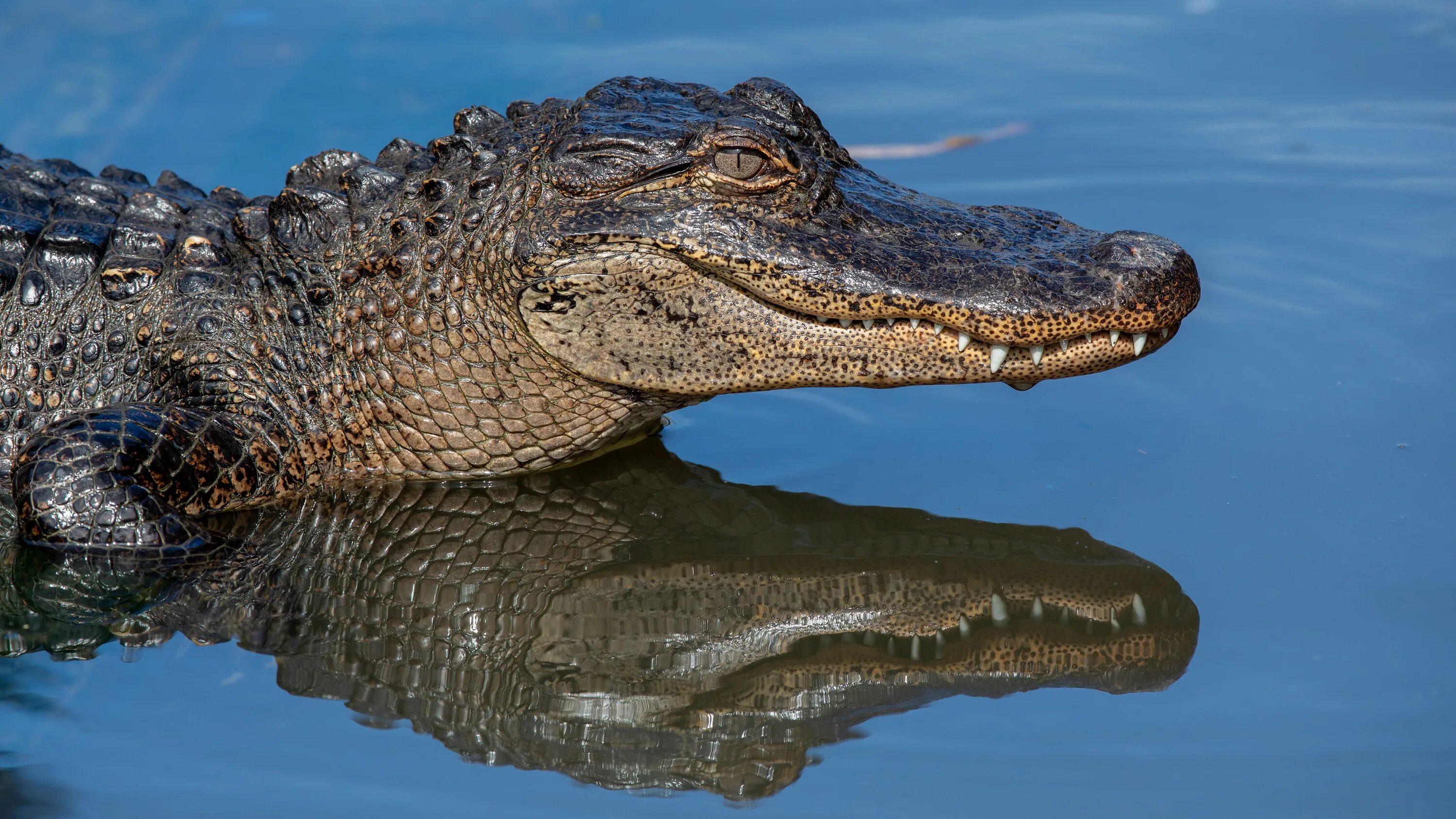 Defender alligator. Крокодил Аллигатор Кайман. Гребнистый крокодил. Широкомордый Кайман. Амазонский Кайман.