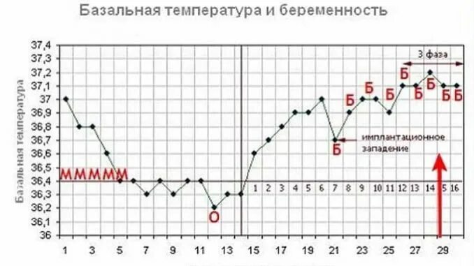 Опасна ли температура при беременности. График беременности до задержки базальной температуры на ранних. бт при беременности на ранних до задержки. график бт до задержки. бт при беременности на ранних 37.