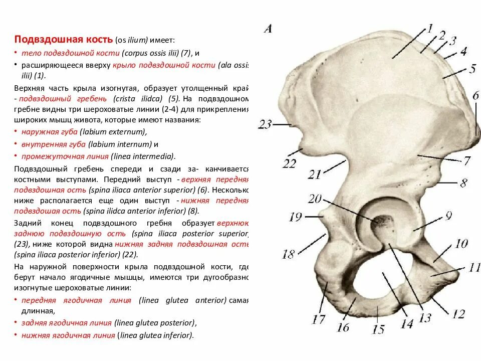 Анатомия суставов нижних конечностей человека: лобковый симбиоз и строение таза 