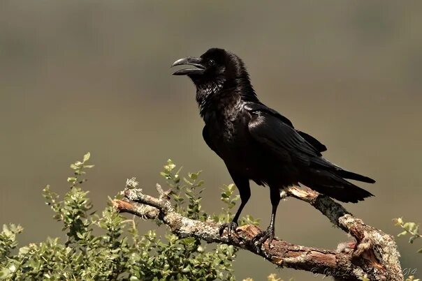 Семейство вороновых 5 букв. Corvus Corax птица. Королевский ворон Коракс. Корвус Коракс ворон черный. Ворон обыкновенный.