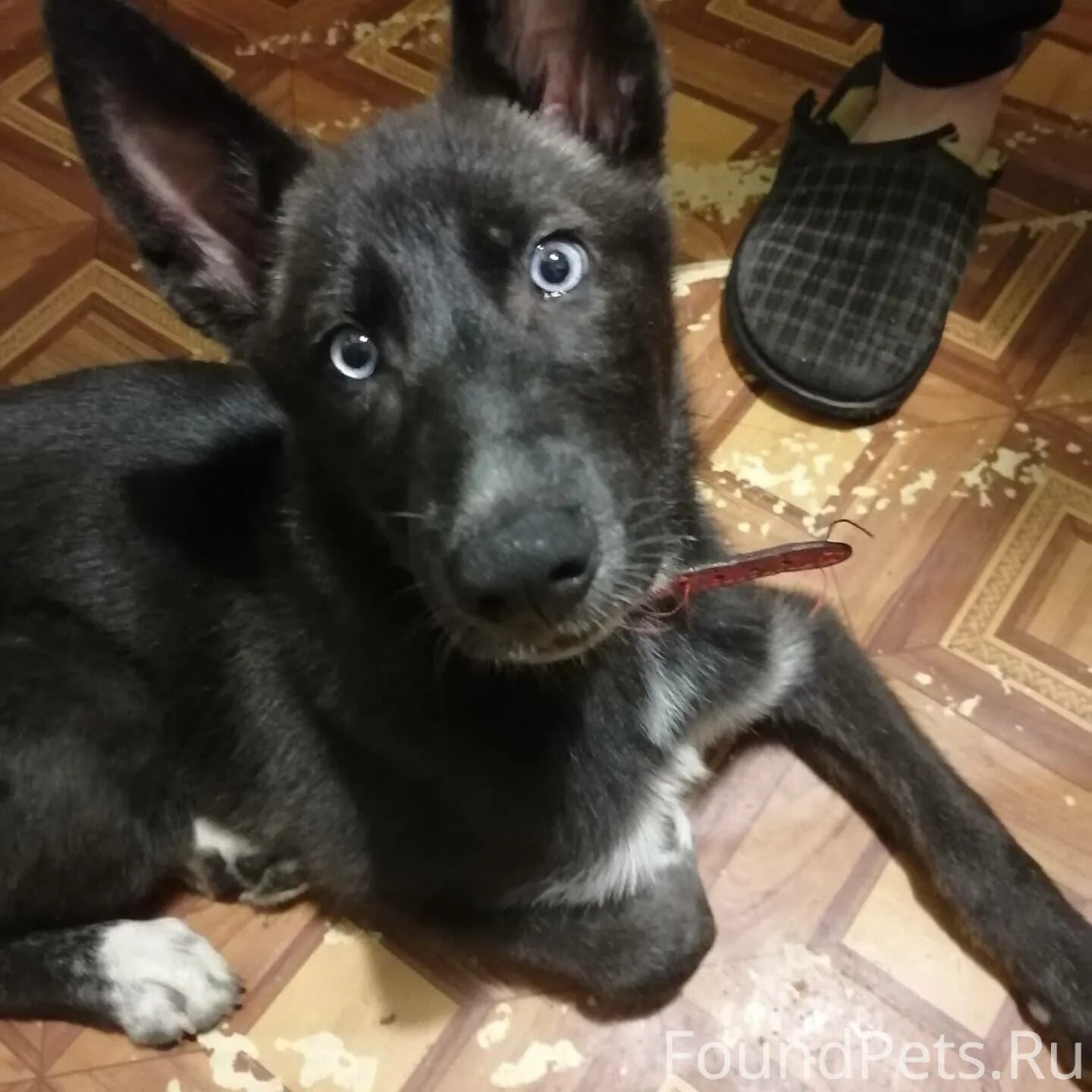 Кубинка собаки. Собака кубинка. Собака кубинка. Йоркширский терьер в ссср. Собака кубинка.