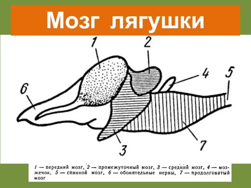 Передний мозг лягушки. Продолговатый мозг лягушки. Строение головного мозга амфибии. Продолговатый мозг лягушки. Продолговатый мозг амфибий.
