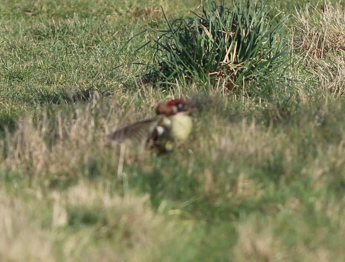 Ласка птица. Ласкай птицы. Ласка птица. Ласка воронежский заповедник. Горностай в лесотундре.
