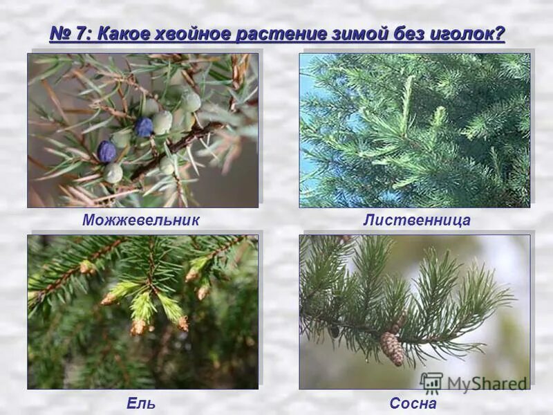 Проект хвойные растения в жизни людей Хвойные растения презентация онлайн